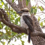 A kookaburra sitting in a tree, but not a gum tree.
Photo: Flickr Creative Commons
