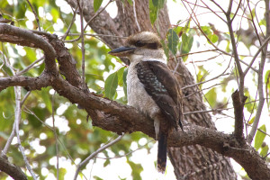 A kookaburra sitting in a tree, but not a gum tree. Photo: Flickr Creative Commons