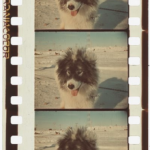 Framing Antarctica: Argentina’s Icy Film Legacy